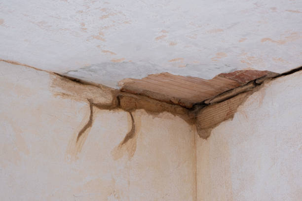 Best Water damage contractors near me  in Dryden, MI